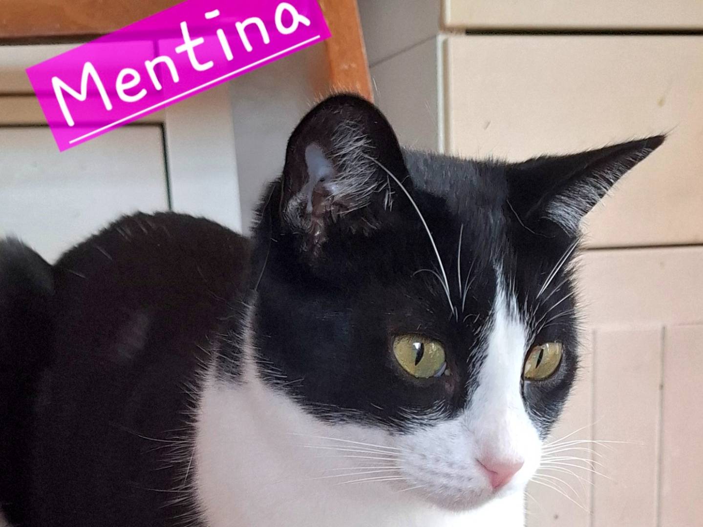 Adotta un gatto, femmina, 1 anno e 9 mesi, Latina