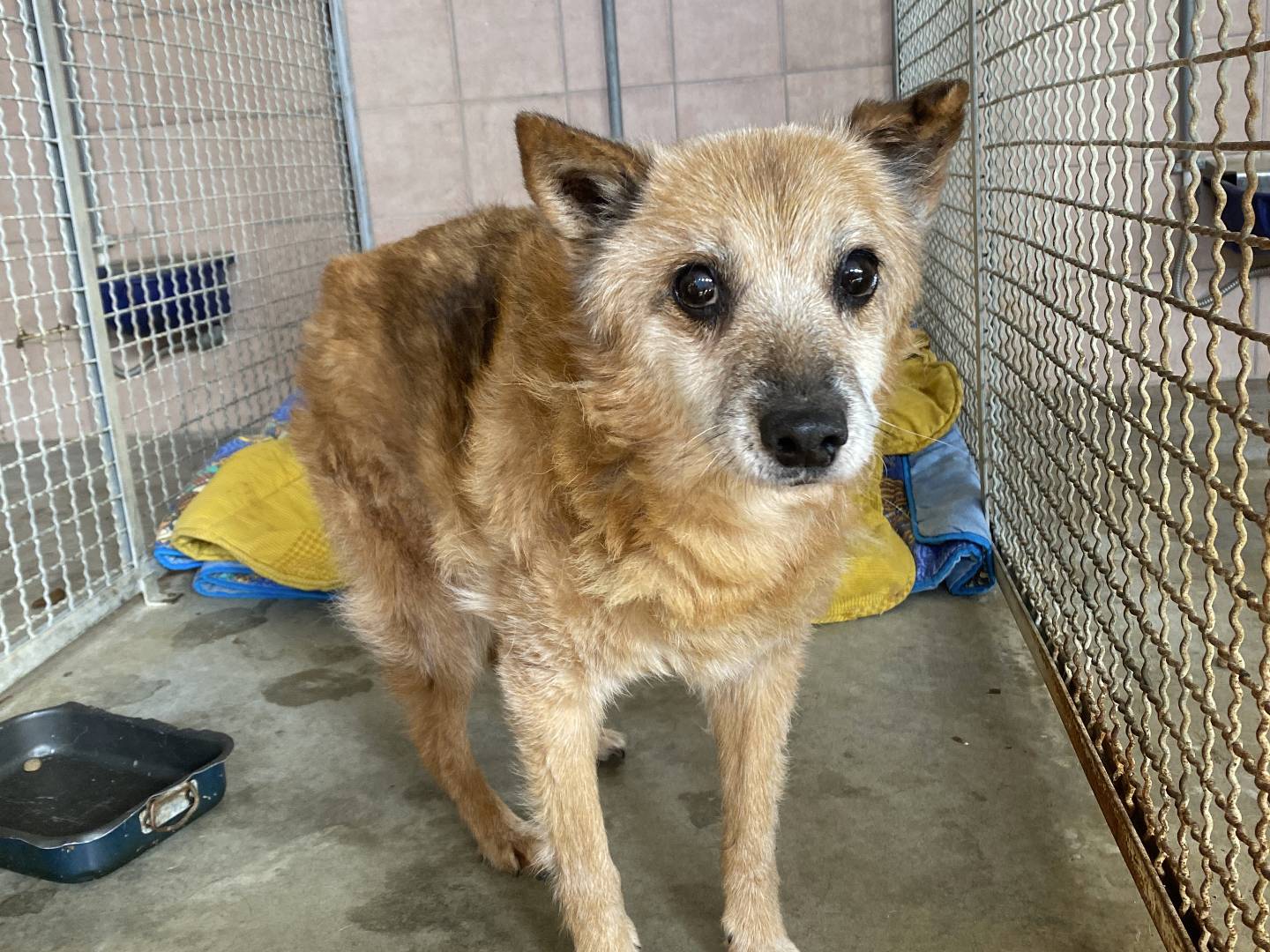 Vuoi adottare un cane a Bari?