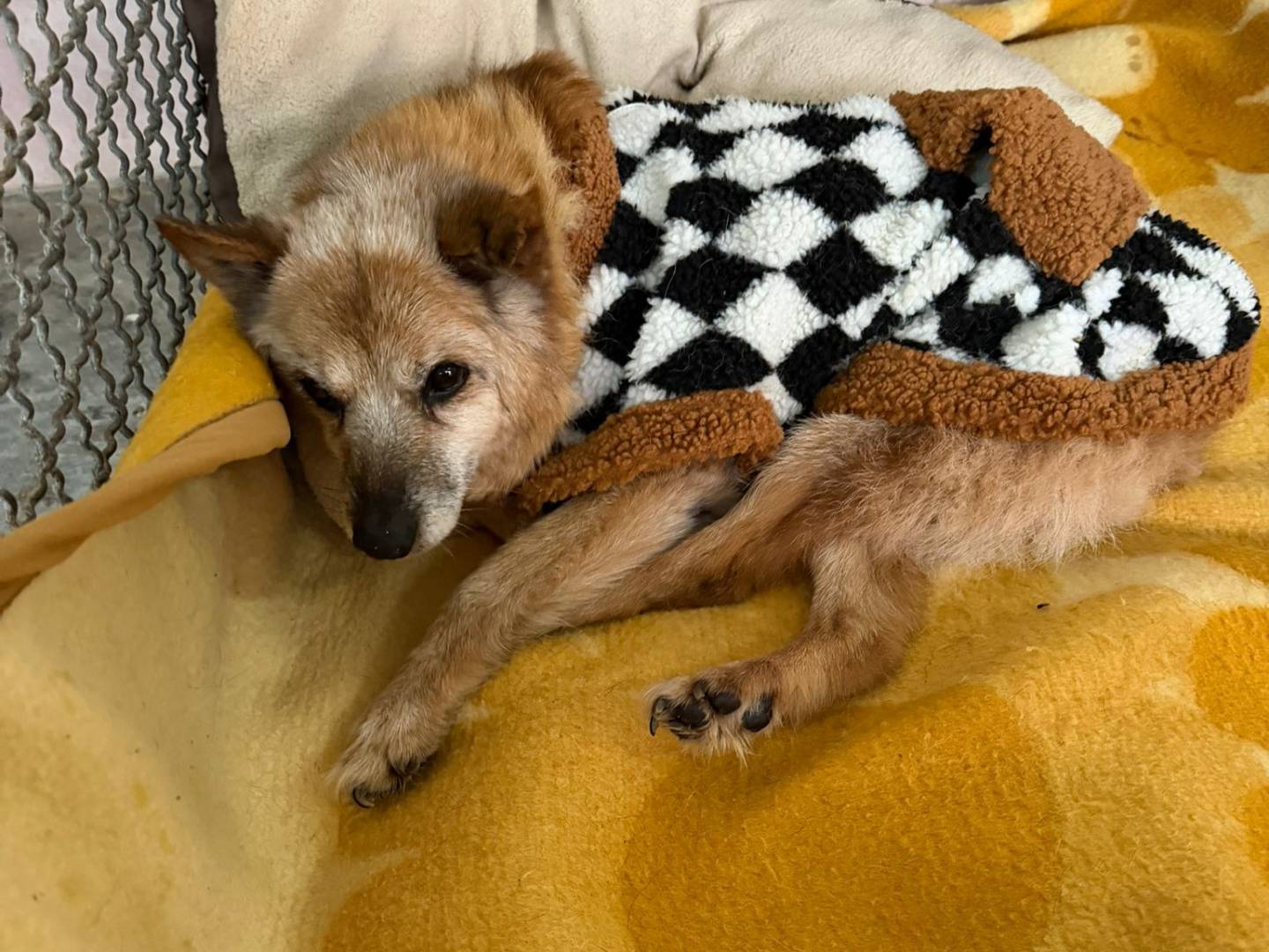 Adotta il cane Cettina a Bari