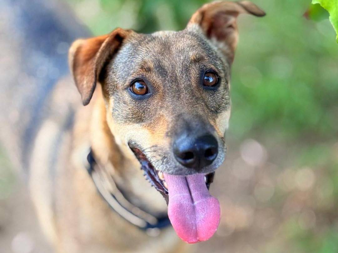 Adozione cane, maschio, Razza sconosciuta Razza sconosciuta, 4 anni e 2 mesi, taglia media contenuta, Bergamo