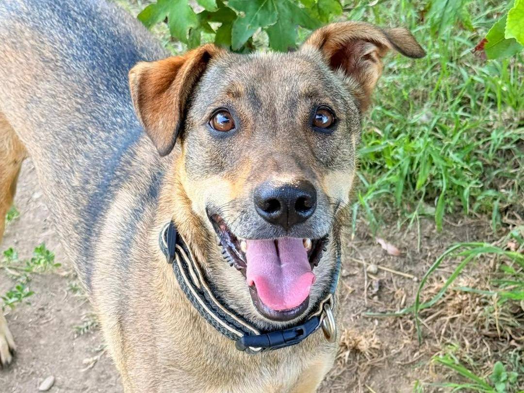 Adotta un cane, maschio, 4 anni e 2 mesi, Bergamo