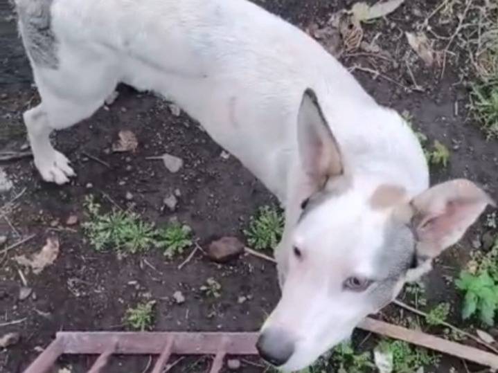 Adotta un cane, maschio, 1 anno e 1 mese, Catania