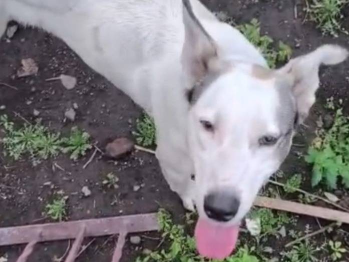 Adotta un cane, taglia media, maschio, Catania