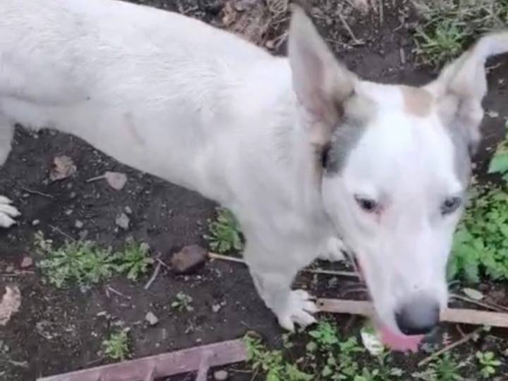 Vuoi adottare un cane a Catania?