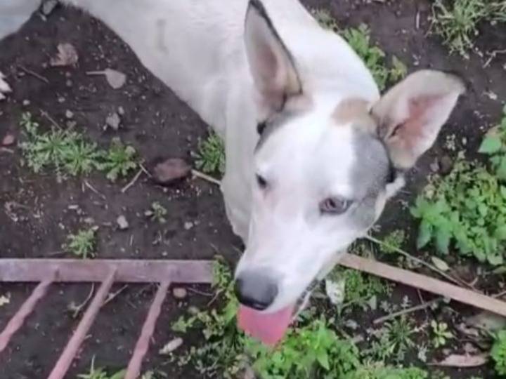Adotta il cane Jack isolato in campagna  a Catania