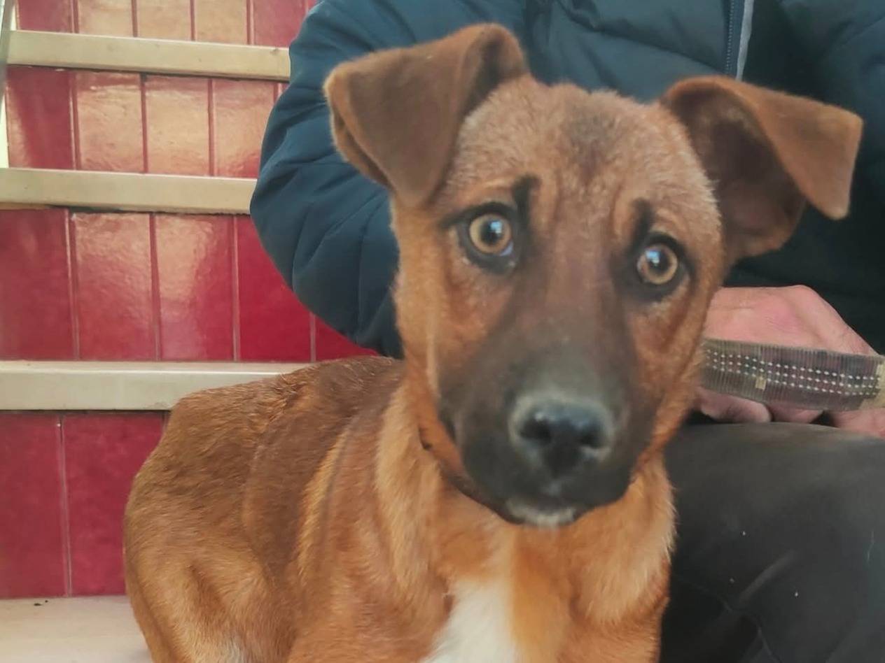 Adozione cane, femmina, Razza sconosciuta Razza sconosciuta, 1 anno e 1 mese, taglia piccola, Cosenza