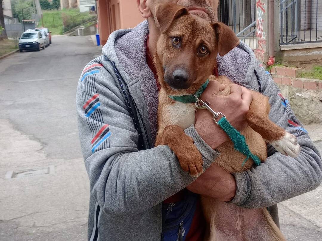 Adotta un cane, femmina, 1 anno e 1 mese, Cosenza