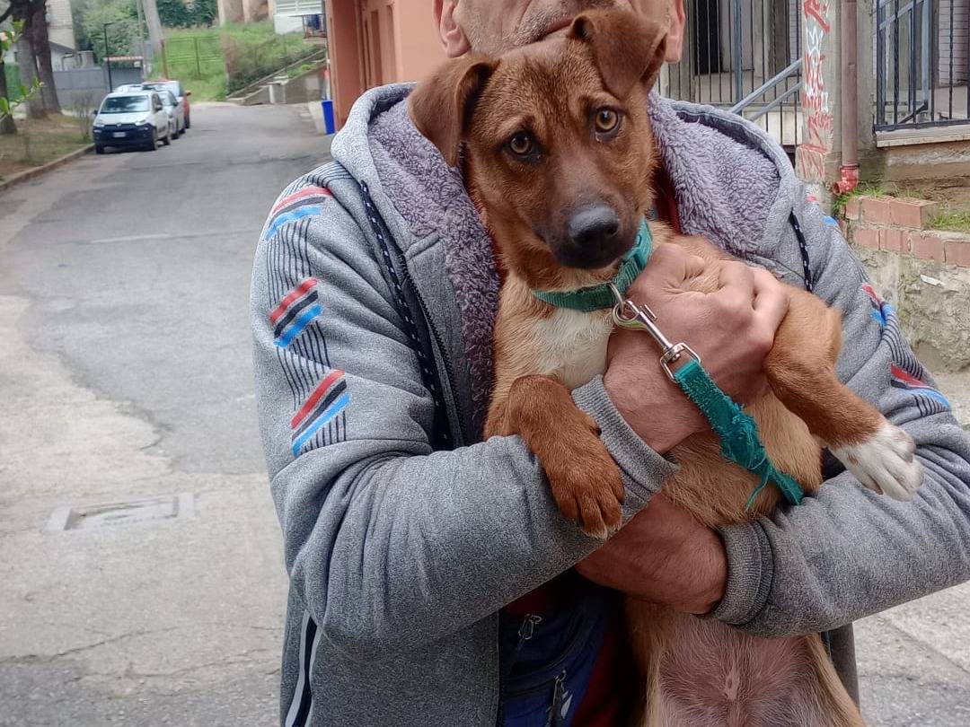 Adotta un cane, taglia piccola, femmina, Cosenza