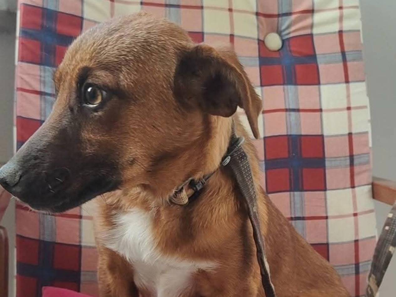 Vuoi adottare un cane a Cosenza?