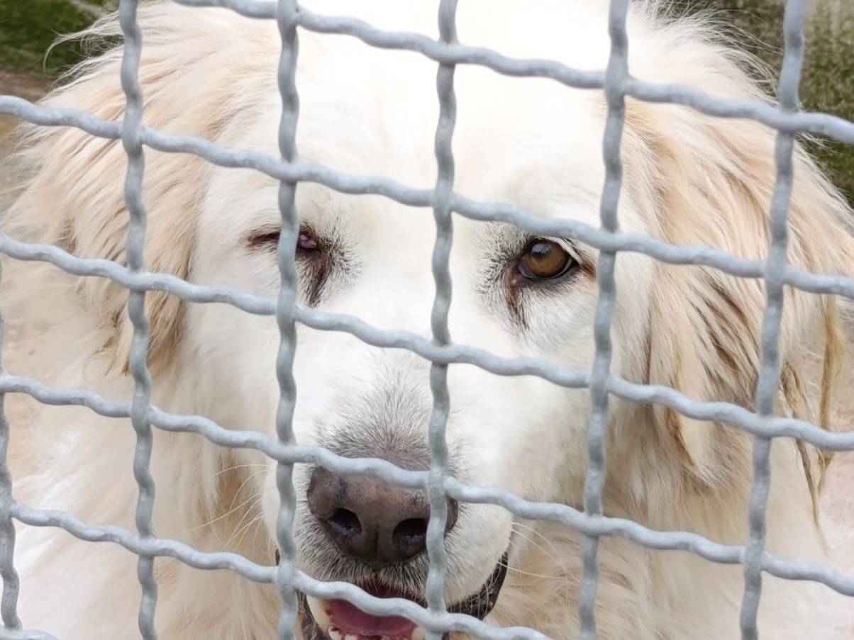 Adozione cane, maschio, Razza sconosciuta Razza sconosciuta, 8 anni, taglia grande, Avellino