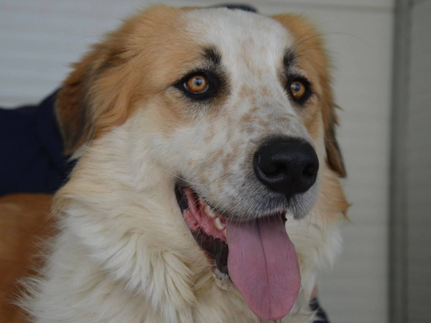 Adozione cane, maschio, Razza sconosciuta Razza sconosciuta, 1 anno e 2 mesi, taglia grande, Messina