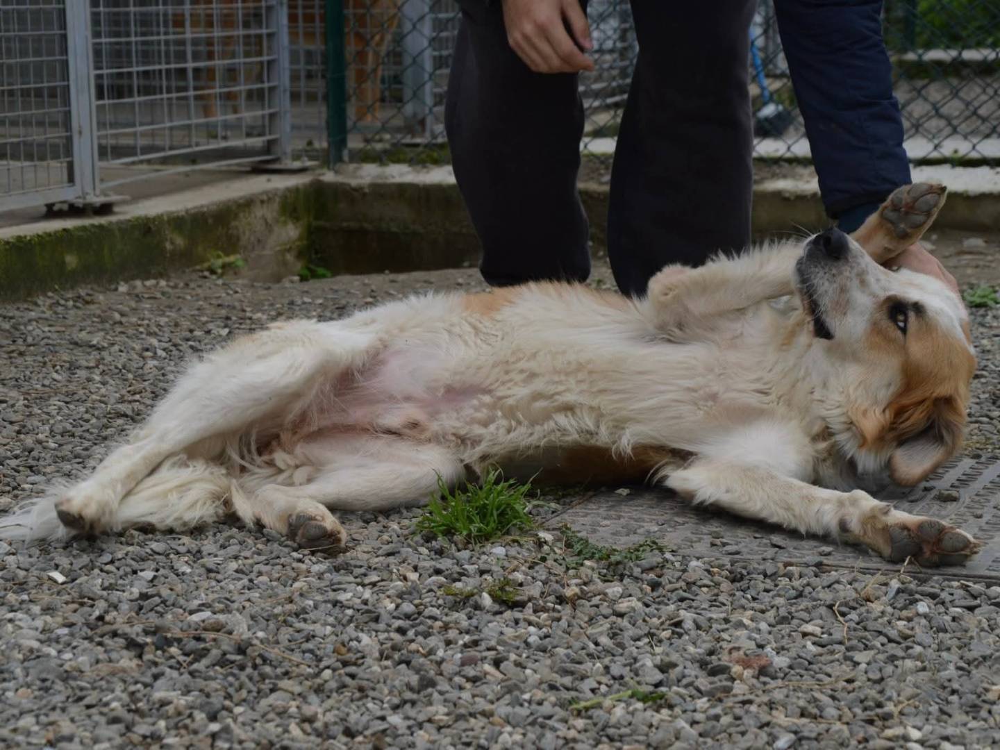 Adotta un cane, taglia grande, maschio, Messina