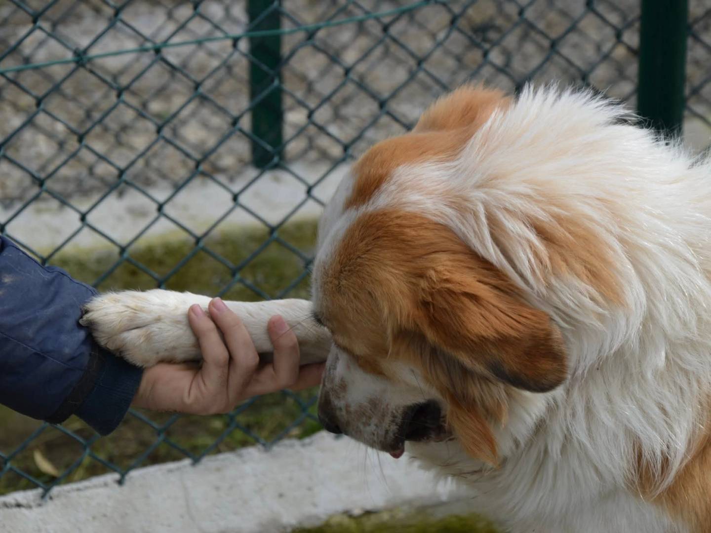 Vuoi adottare un cane a Messina?