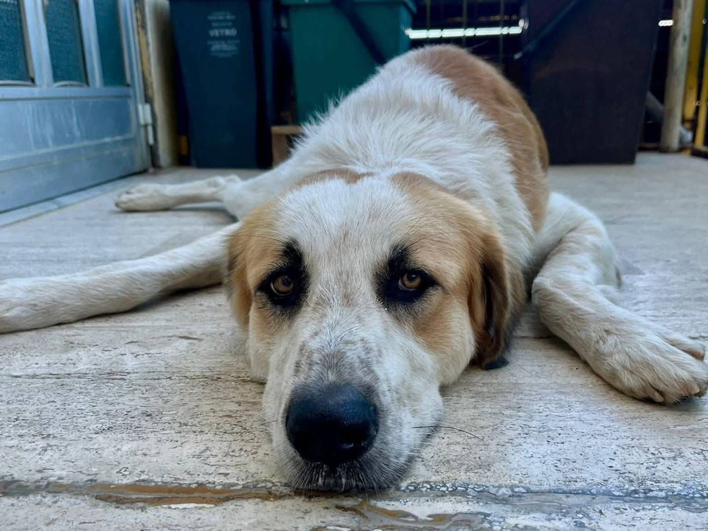 Adotta il cane Ulisse  a Messina