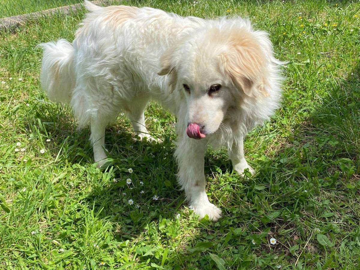 Adotta un cane, maschio, 8 anni, Avellino