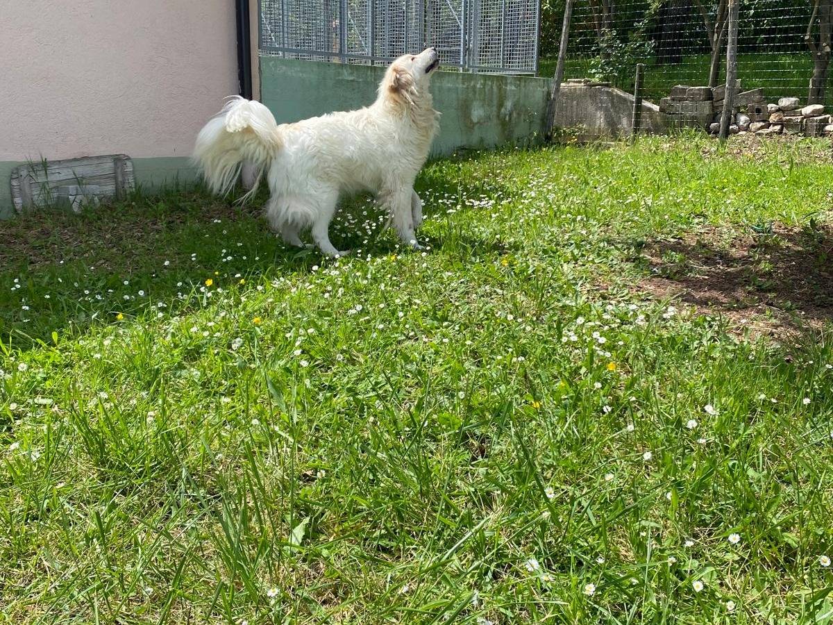 Vuoi adottare un cane a Avellino?