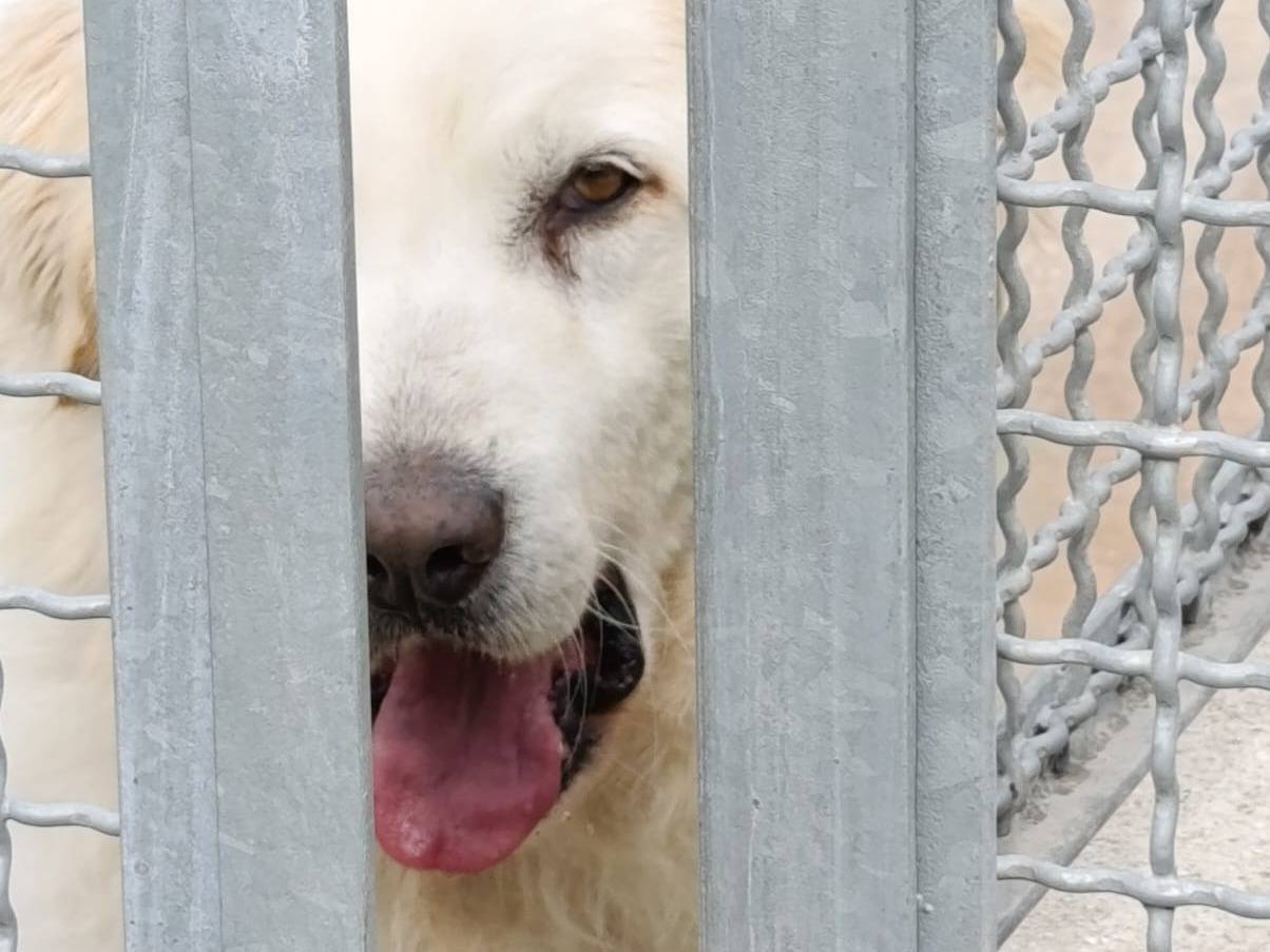 Adotta il cane Pongo  a Avellino