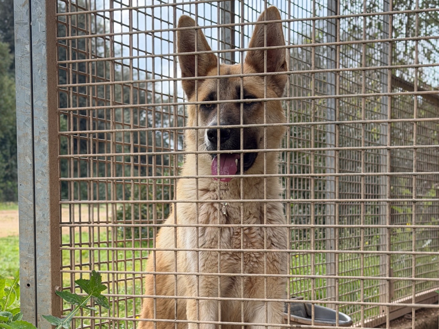 Adozione cane, maschio, Pastore Belga Malinois Razza sconosciuta, 11 mesi, taglia media, Taranto