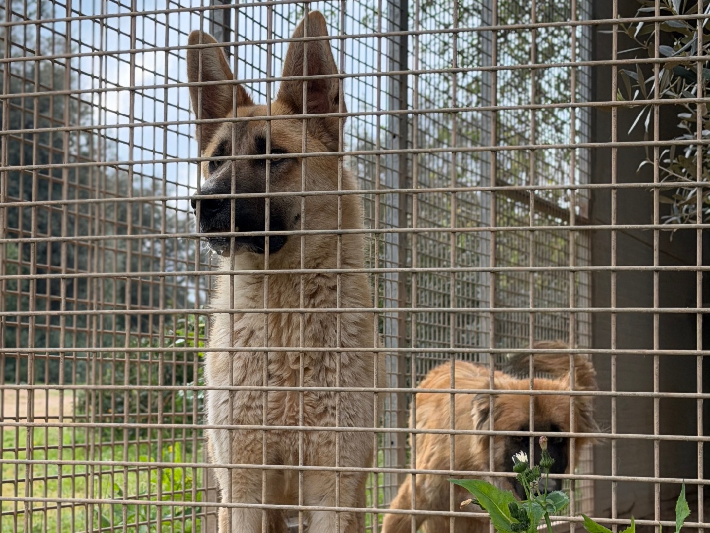 Adotta un cane, maschio, 11 mesi, Taranto