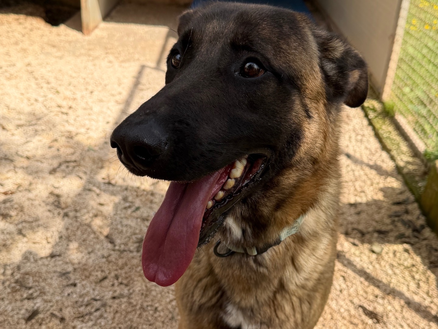 Adozione cane, maschio, Pastore Belga Malinois Razza sconosciuta, 1 anno e 2 mesi, taglia grande, Taranto