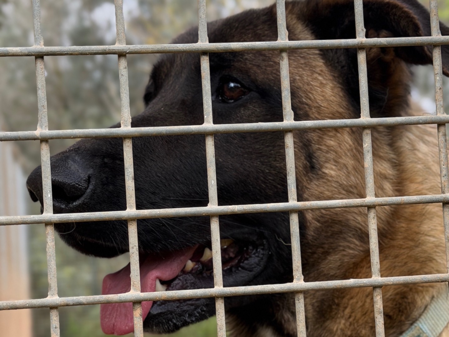 Adotta un cane, maschio, 1 anno e 2 mesi, Taranto