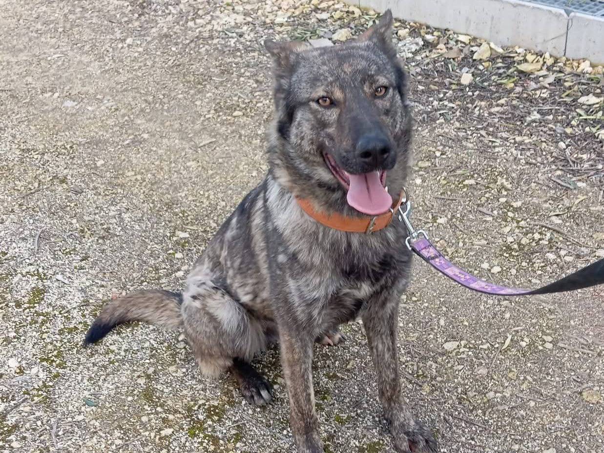 Adotta un cane, femmina, 1 anno e 9 mesi, Bari