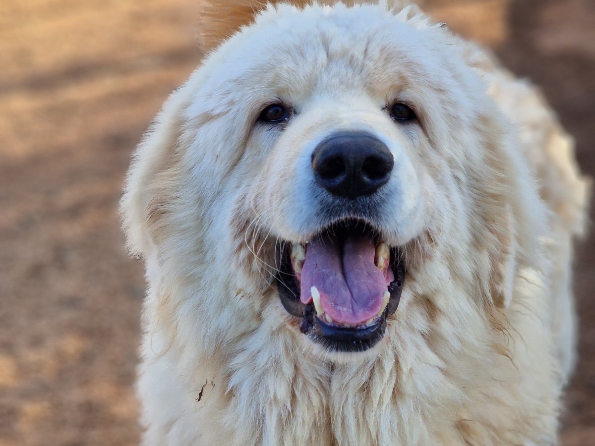 Adozione cane, maschio, Pastore maremmano Razza sconosciuta, 7 anni e 1 mese, taglia gigante, Taranto