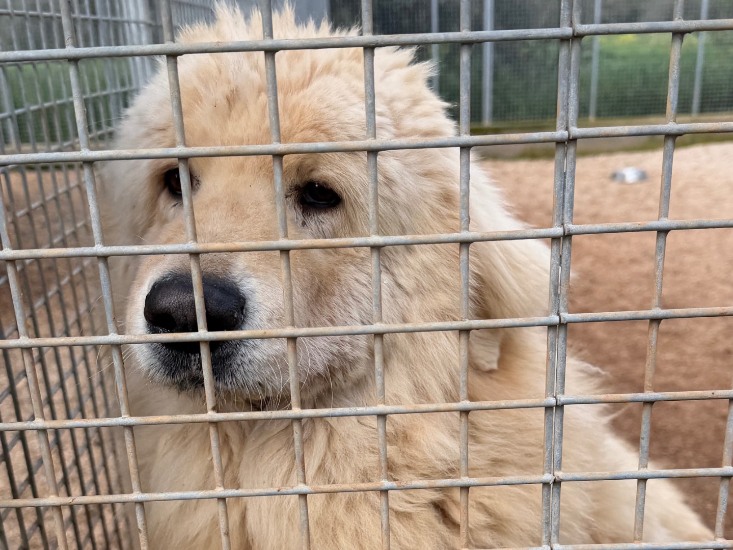 Adotta un cane, maschio, 7 anni e 1 mese, Taranto