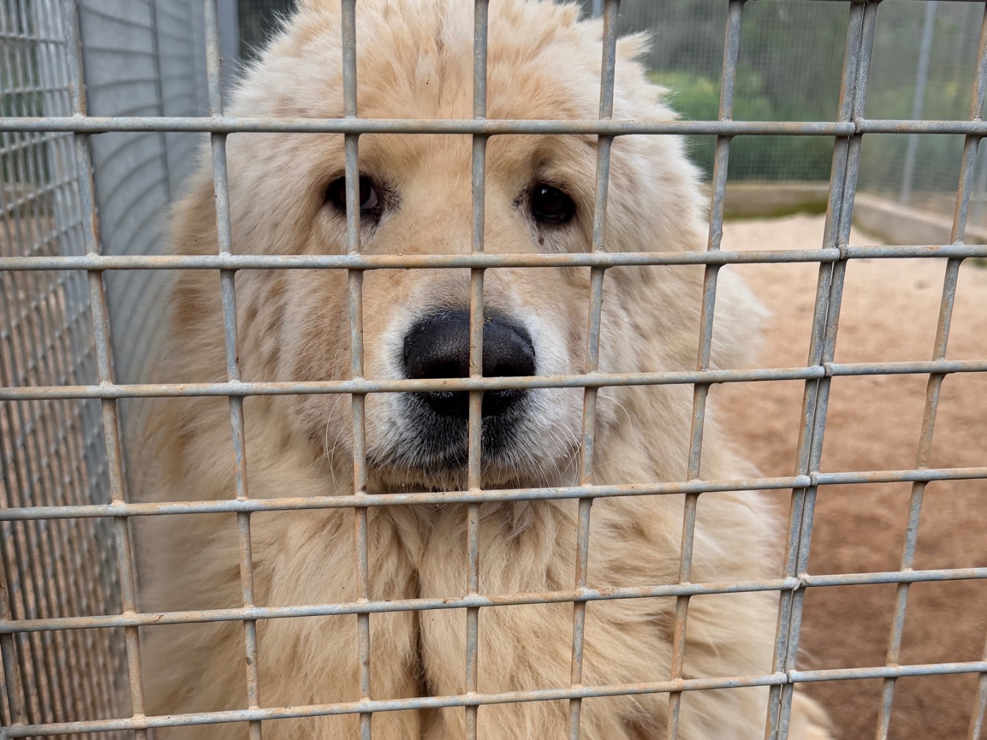 Adotta un cane, taglia gigante, maschio, Taranto