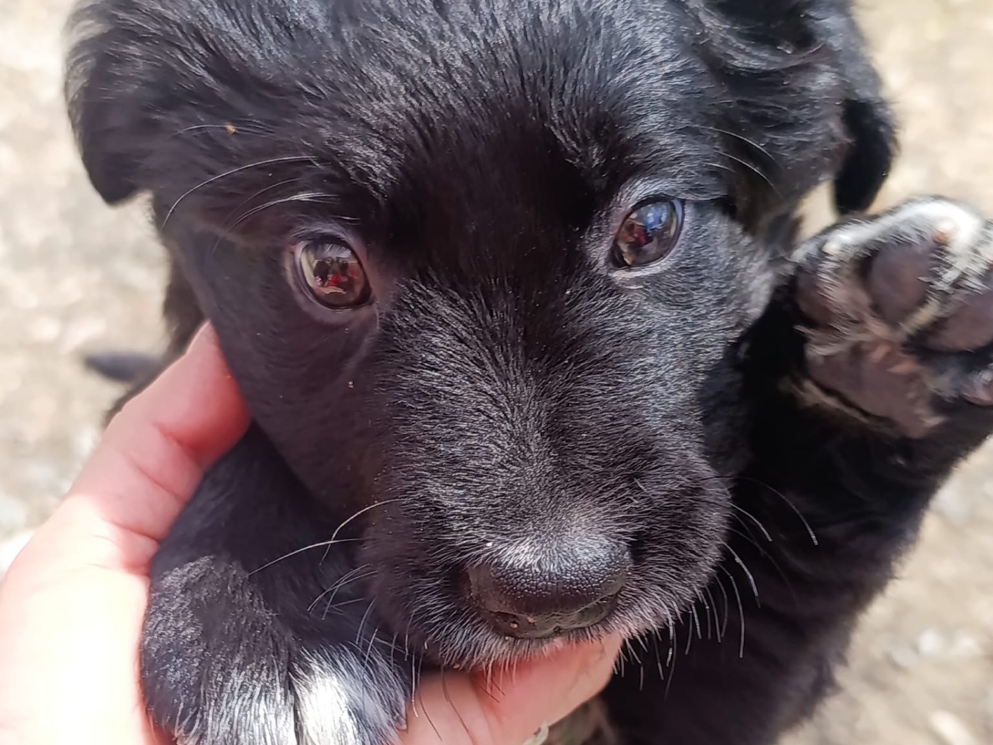 Vuoi adottare un cane a Bolzano?