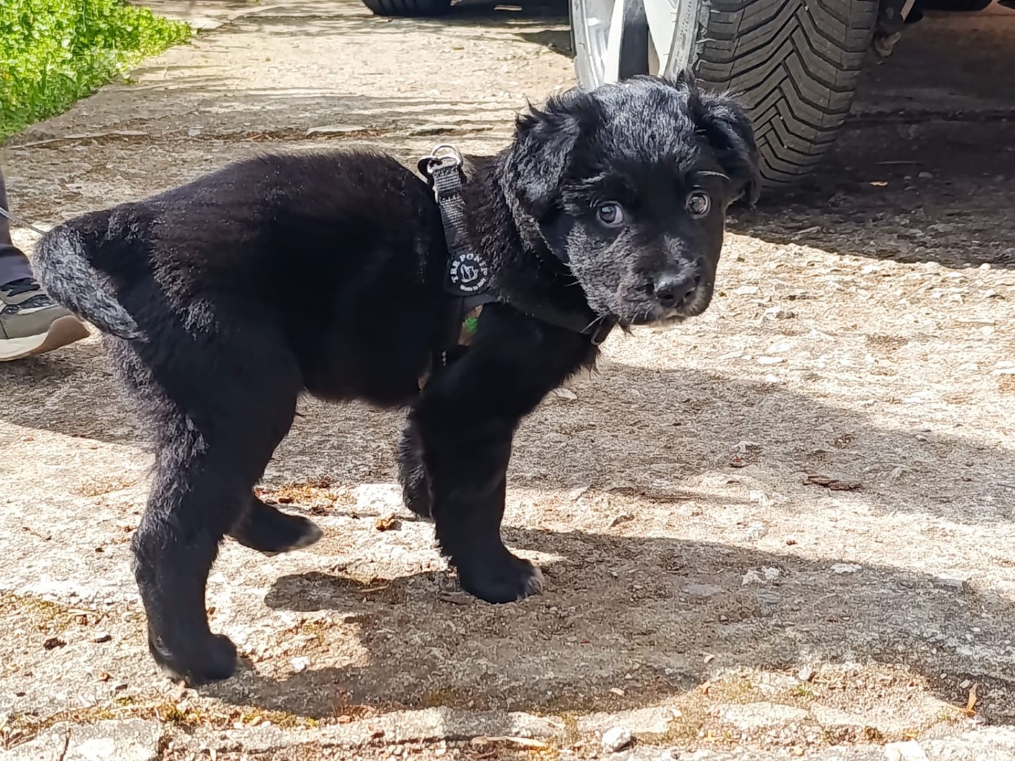 Adotta il cane Blu a Bolzano