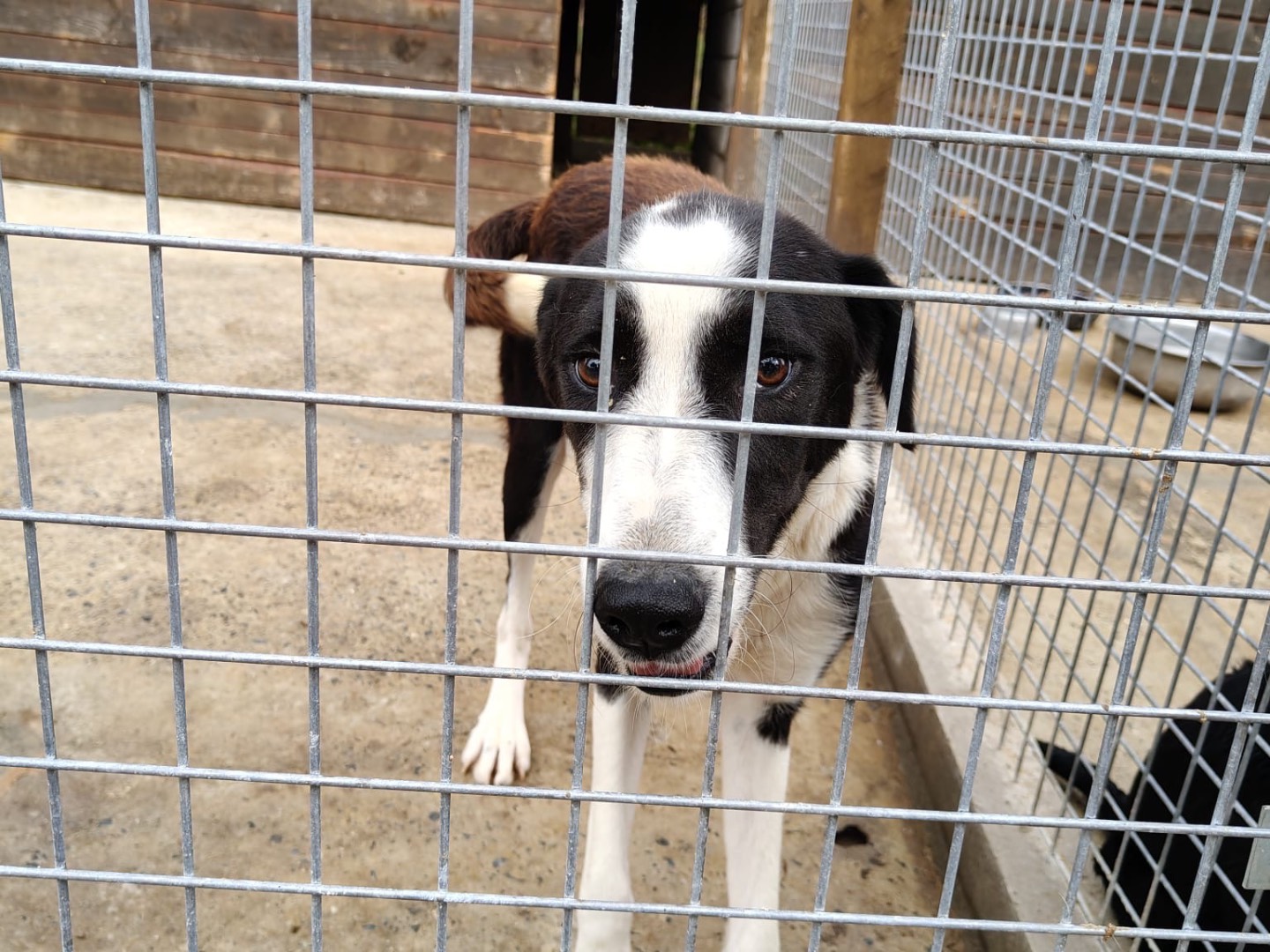 Adozione cane, femmina, Razza sconosciuta Razza sconosciuta, 3 anni e 2 mesi, taglia media, Vibo