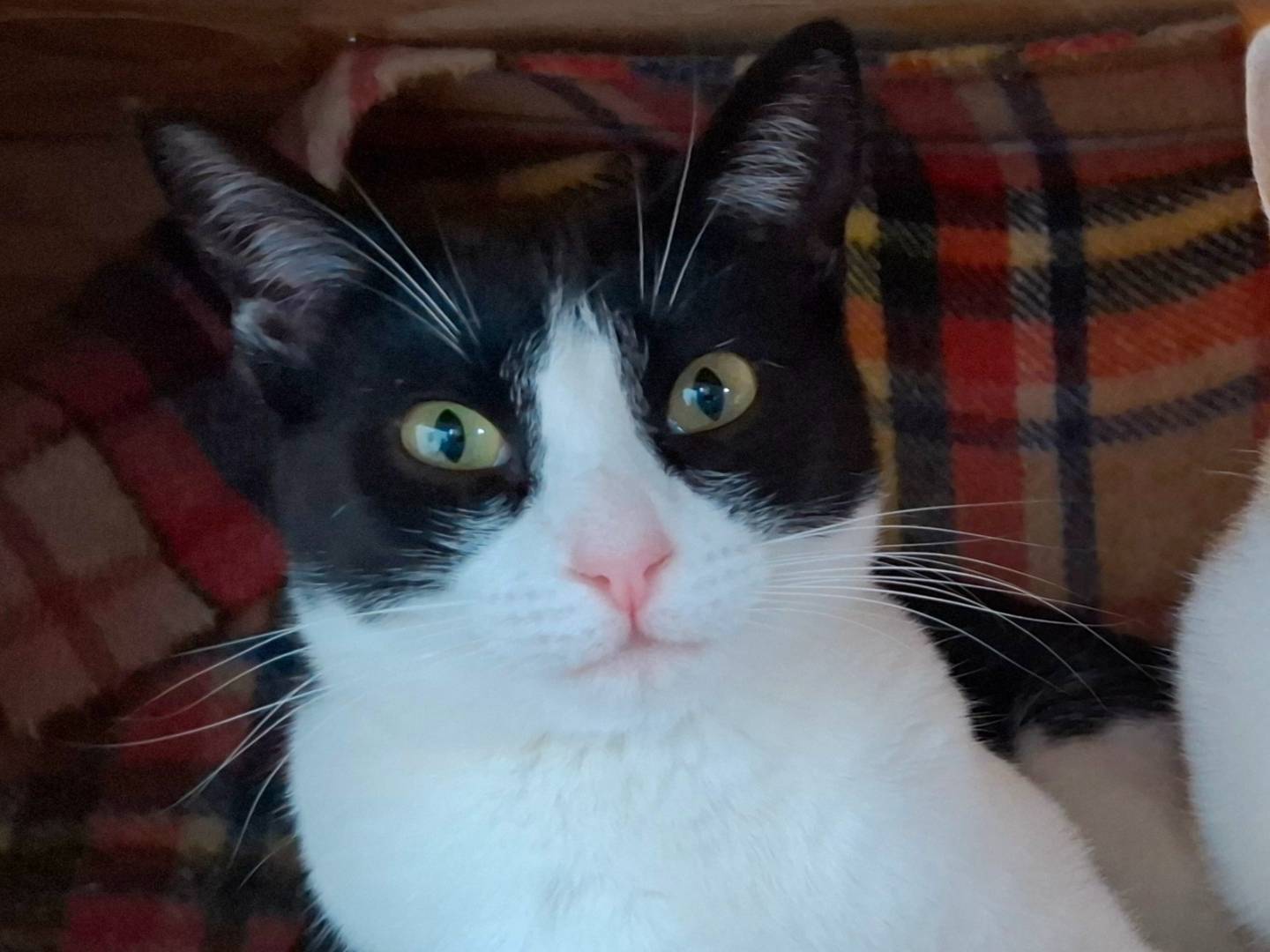 Adotta un gatto, taglia non valida, femmina, Latina