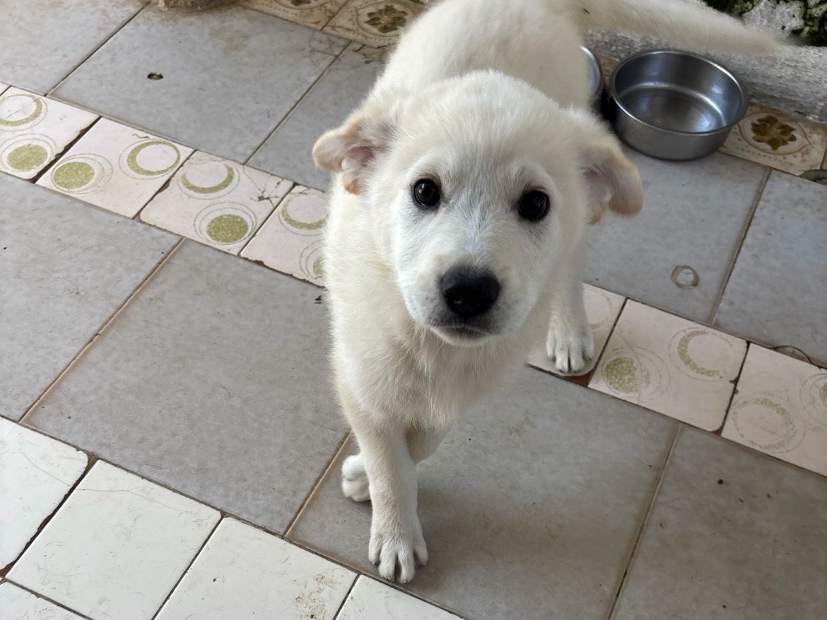 Vuoi adottare un cane a Caserta?