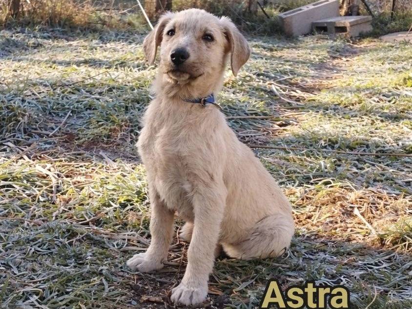 Adozione cane, femmina, Razza sconosciuta Razza sconosciuta, 3 mesi, taglia media contenuta, Crotone