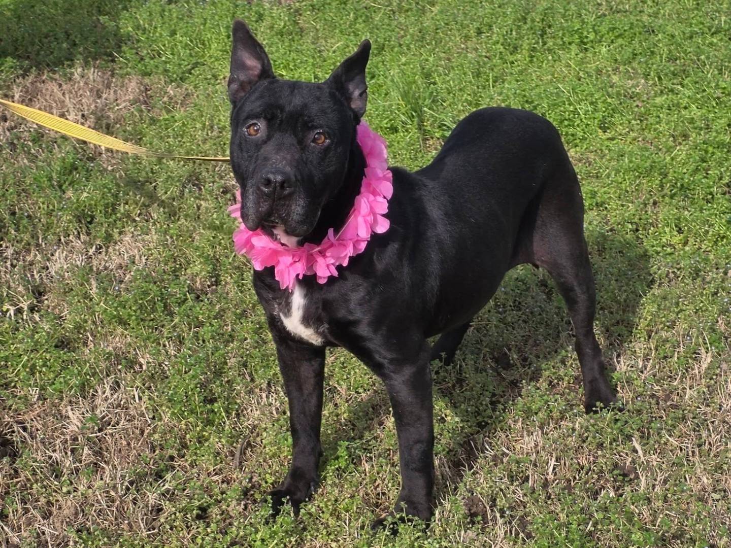 Adozione cane, femmina, Corso Razza sconosciuta, 7 anni e 7 mesi, taglia media, Caserta