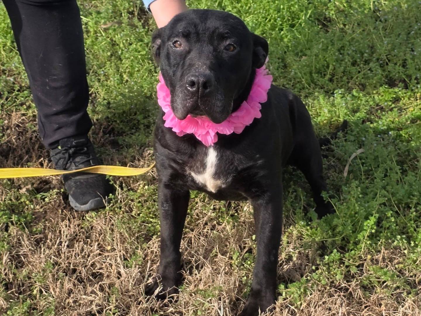 Adotta un cane, femmina, 7 anni e 7 mesi, Caserta