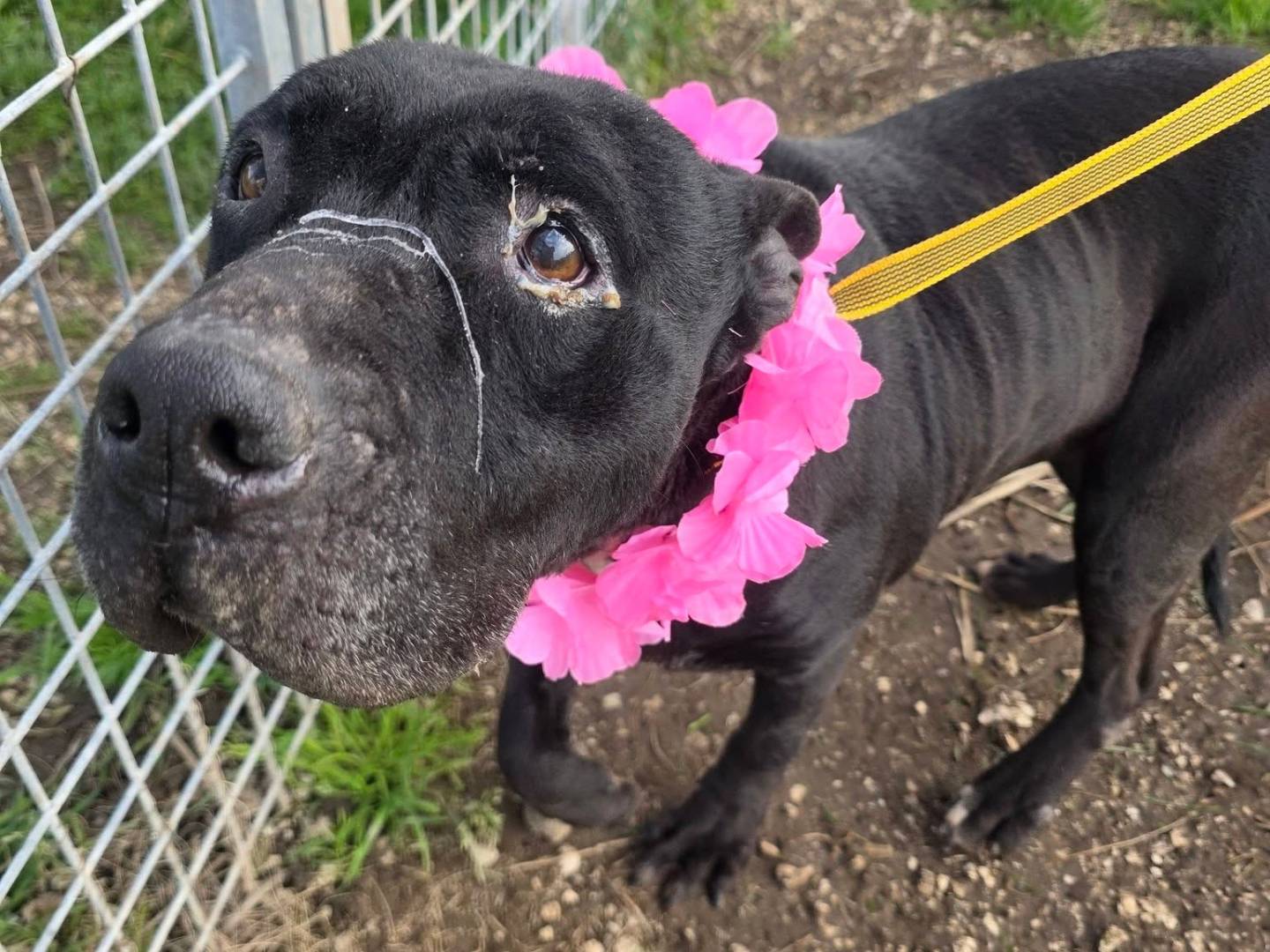 Adotta un cane, taglia media, femmina, Caserta