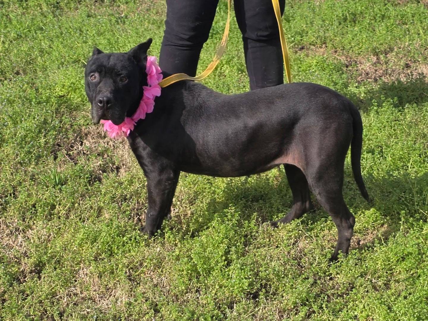 Vuoi adottare un cane a Caserta?