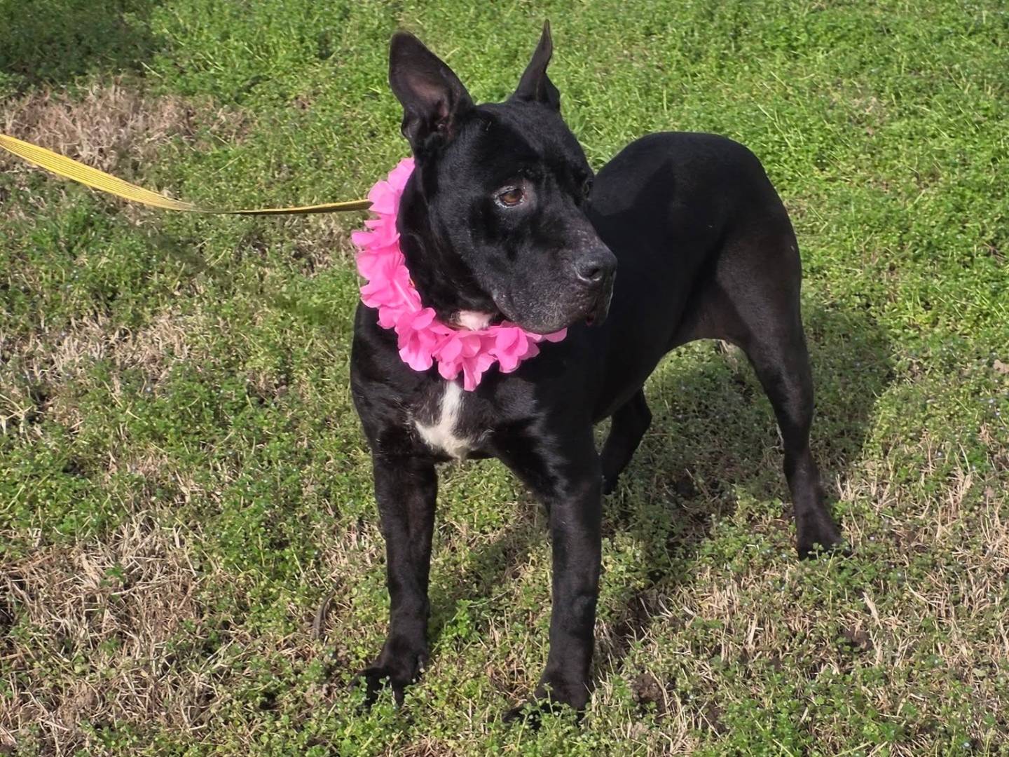 Adotta il cane Nayana a Caserta