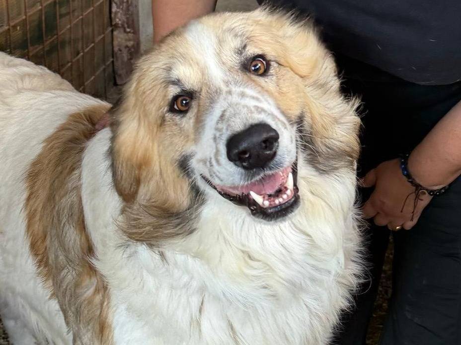 Adozione cane, maschio, Razza sconosciuta Razza sconosciuta, 2 anni e 6 mesi, taglia gigante, Crotone