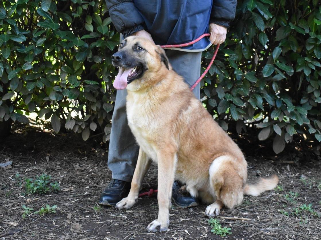 Vuoi adottare un cane a Roma?