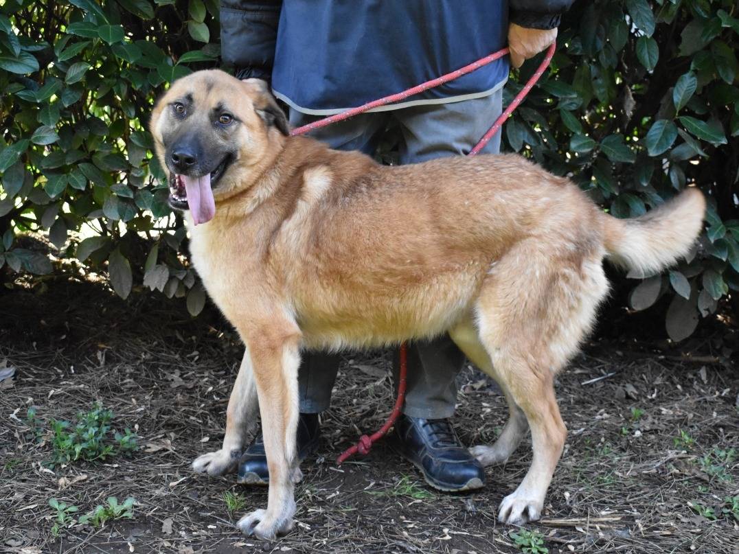 Adotta il cane Anthaniel a Roma