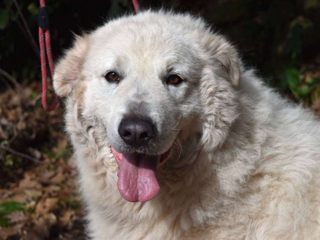 Adotta un cane, femmina, 7 anni e 5 mesi, Roma