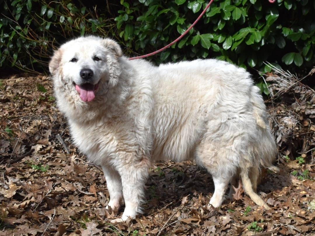 Adotta un cane, taglia grande, femmina, Roma