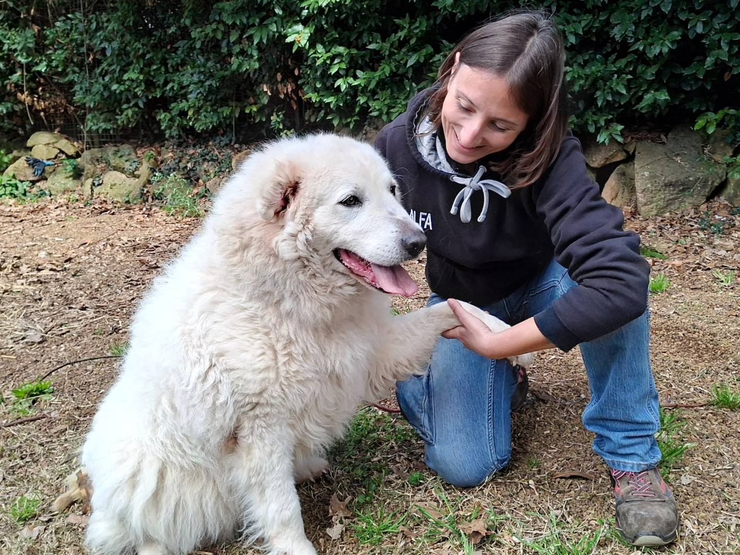 Vuoi adottare un cane a Roma?