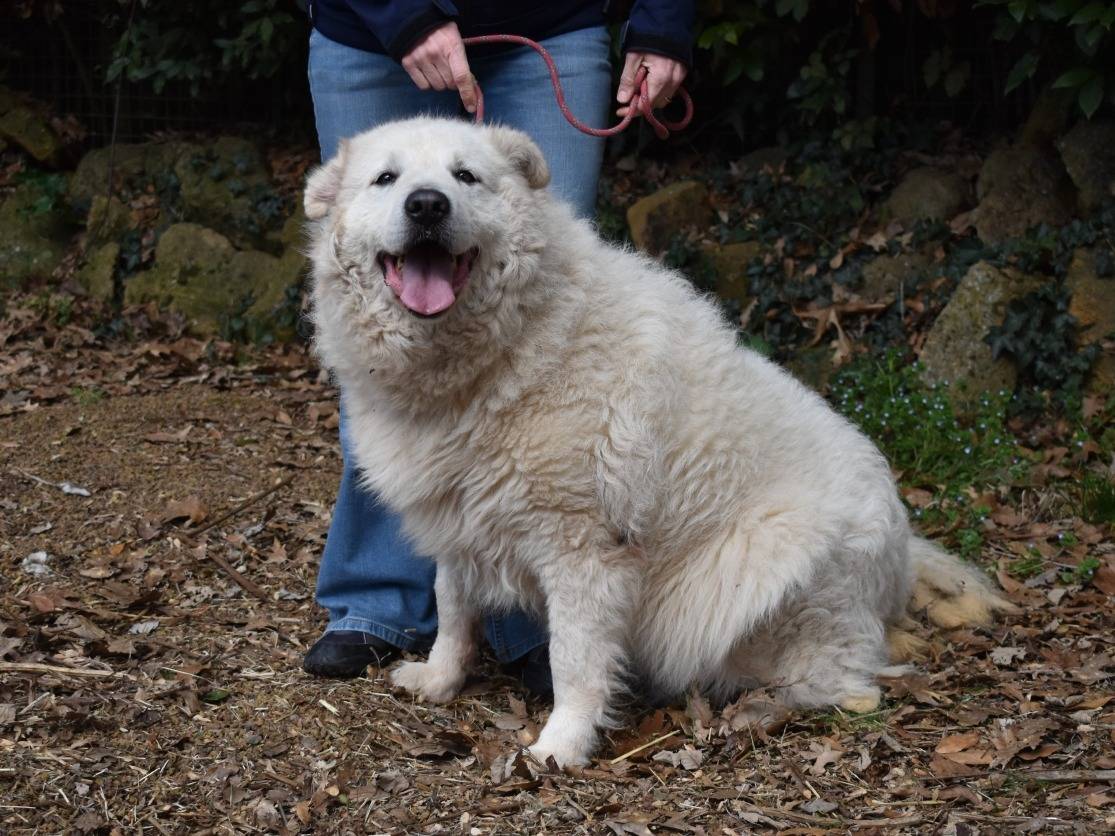 Adotta il cane Tallulah a Roma