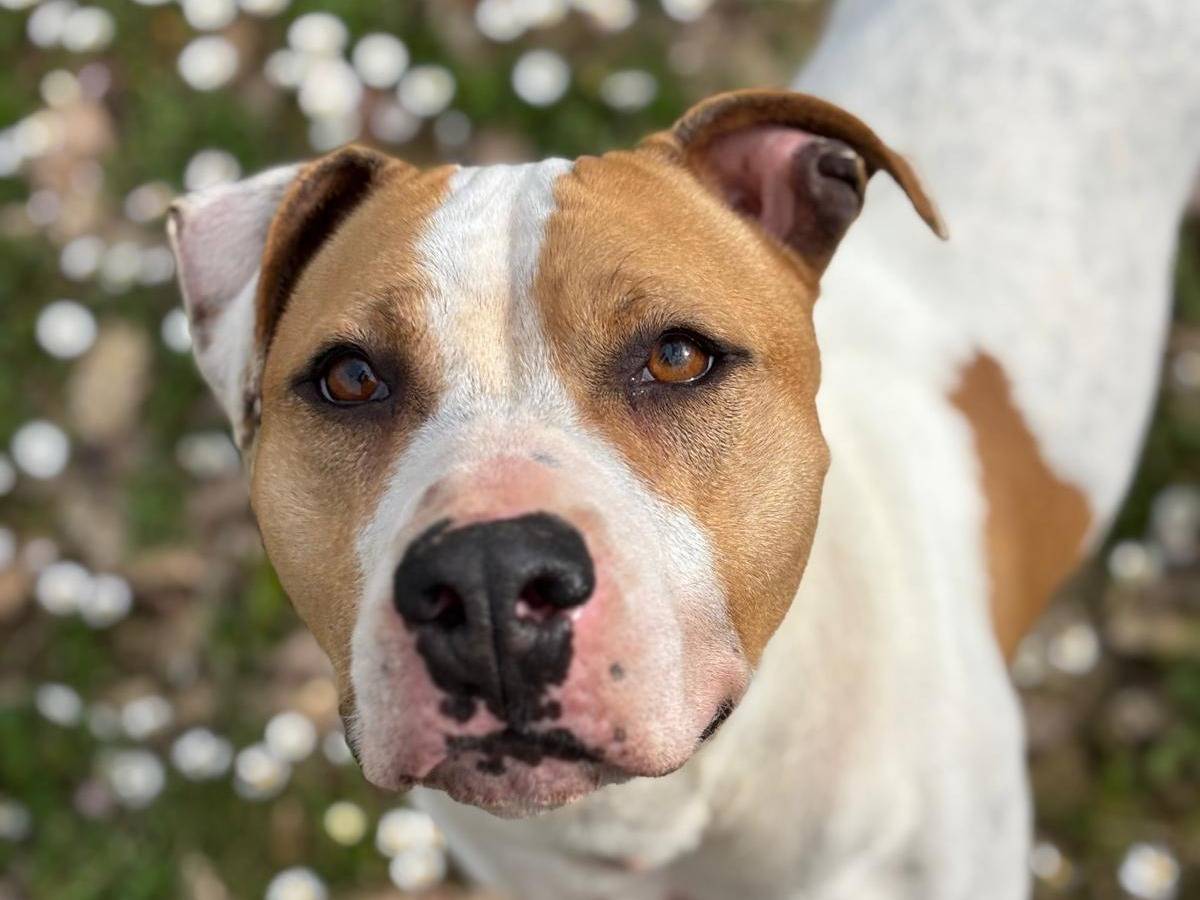 Vuoi adottare un cane a Pisa?