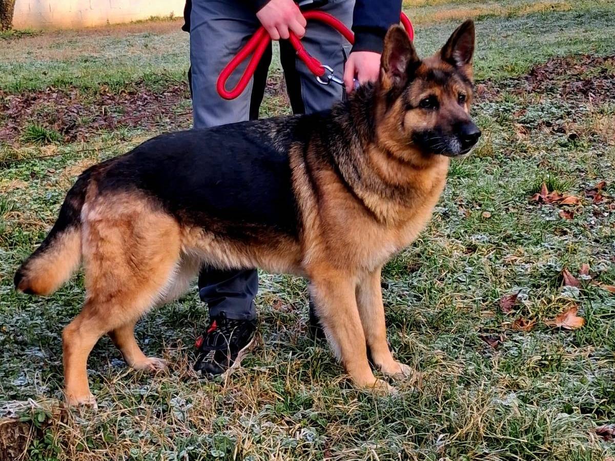 Adozione cane, femmina, Razza sconosciuta Razza sconosciuta, 10 anni e 4 mesi, taglia media, Milano