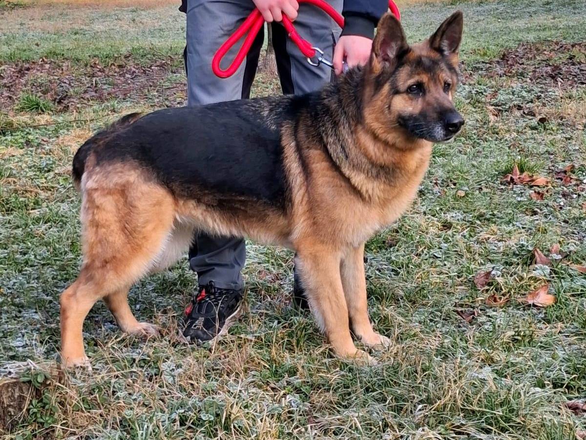 Adotta un cane, femmina, 10 anni e 4 mesi, Milano